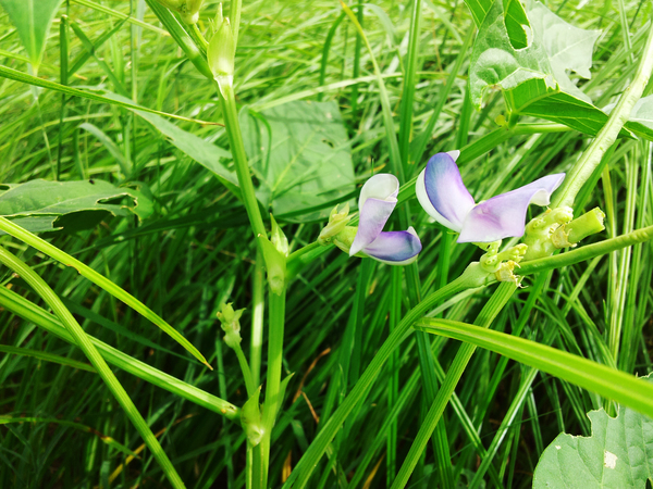 pretty flower of chawla or cowpea 600